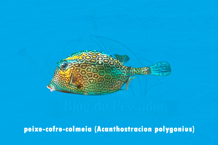 peixe-cofre-colmeia (Acanthostracion polygonius)