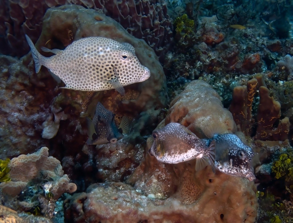 peixe-cofre manchado