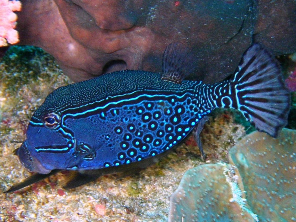 peixe cofre reticulado macho