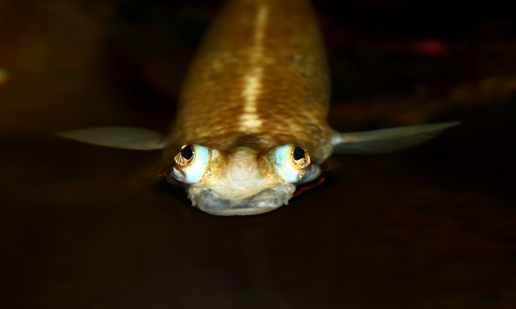peixe de quatro olhos