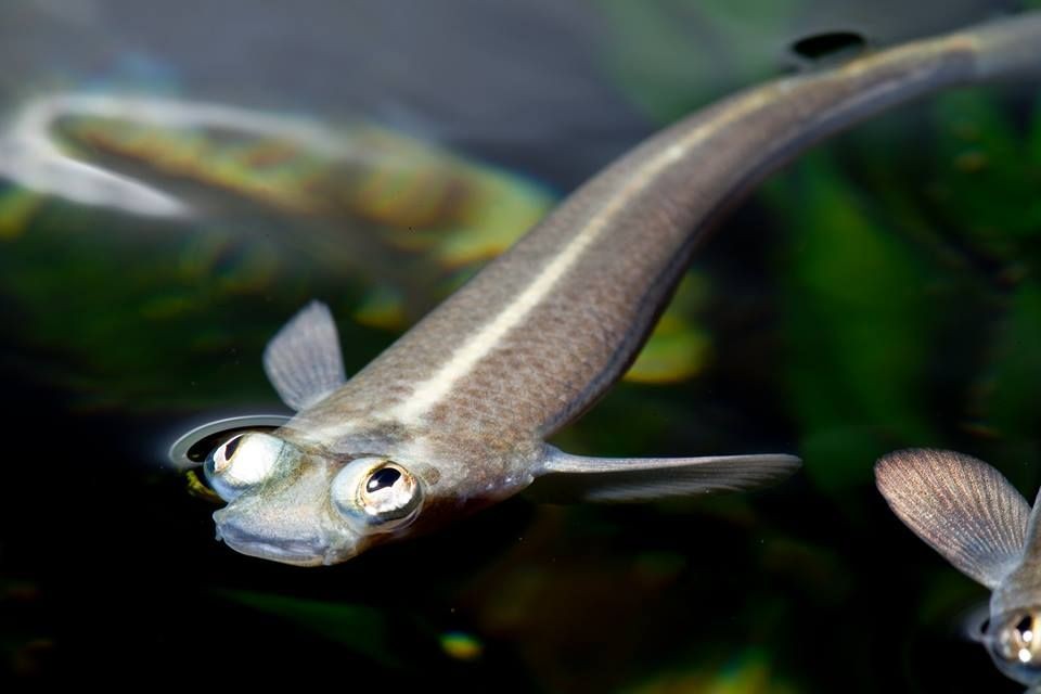 peixe de quatro olhos
