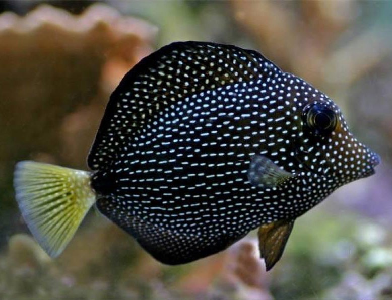peixe gem tang 