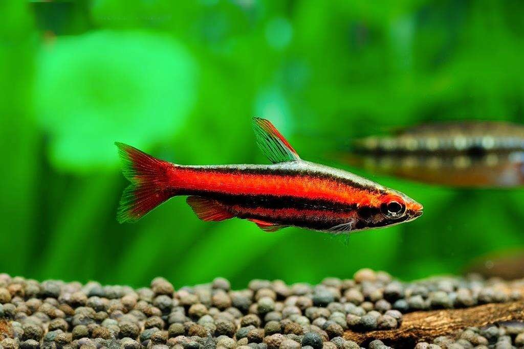 peixe lapis vermelho
