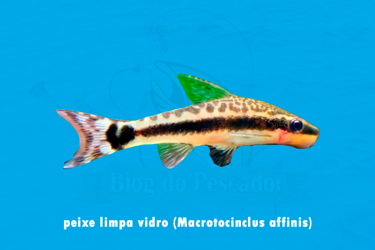 peixe limpa vidro (macrotocinclus affinis)