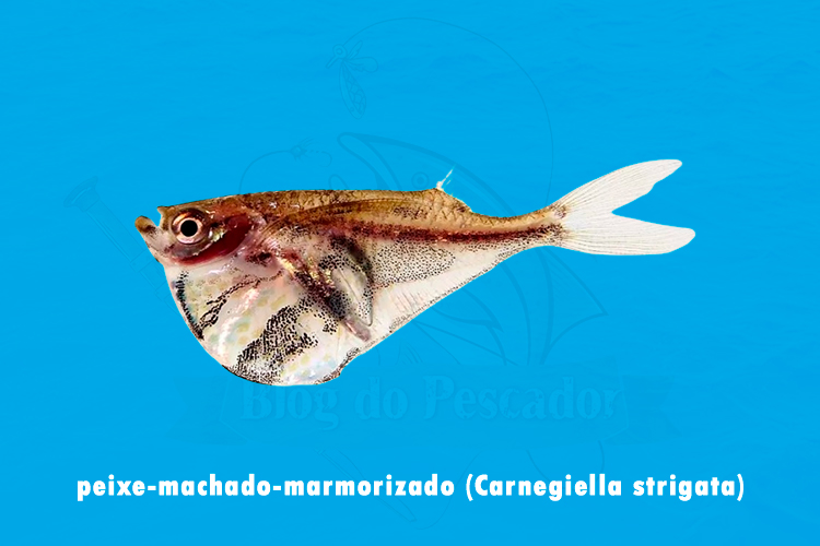 peixe-machado-marmorizado (carnegiella strigata)