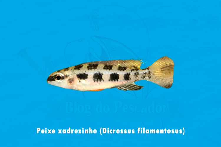 peixe xadrezinho (dicrossus filamentosus)