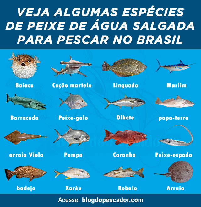 peixes de agua salgada para pescar no Brasil