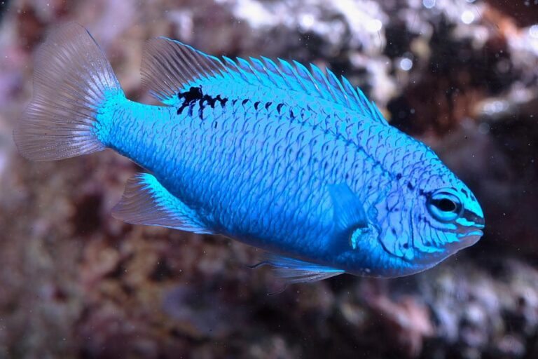 Peixe donzela azul: características, habitat, reprodução e alimentação ...