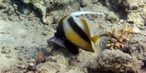 reproducao do bannerfish do mar vermelho