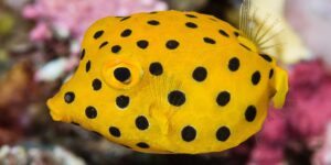 reproducao do boxfish amarelo