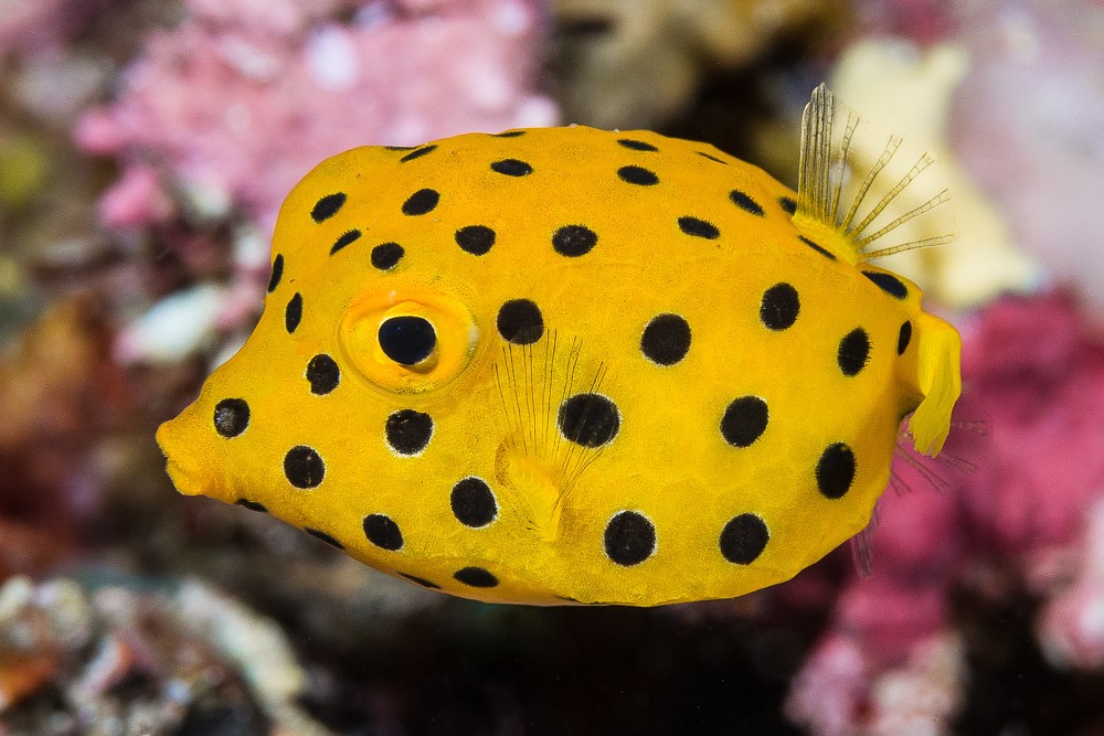reproducao do boxfish amarelo