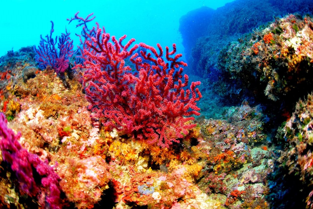 reproducao do coral