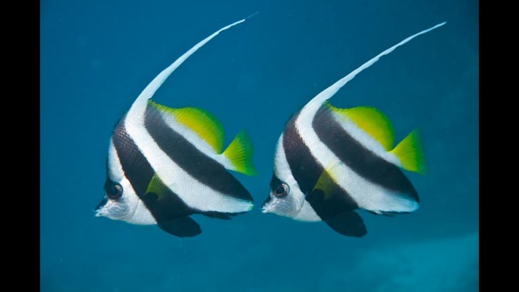 reproducao do peixe-bandeira de recife