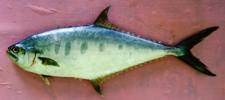 reproducao do peixe-rainha talang