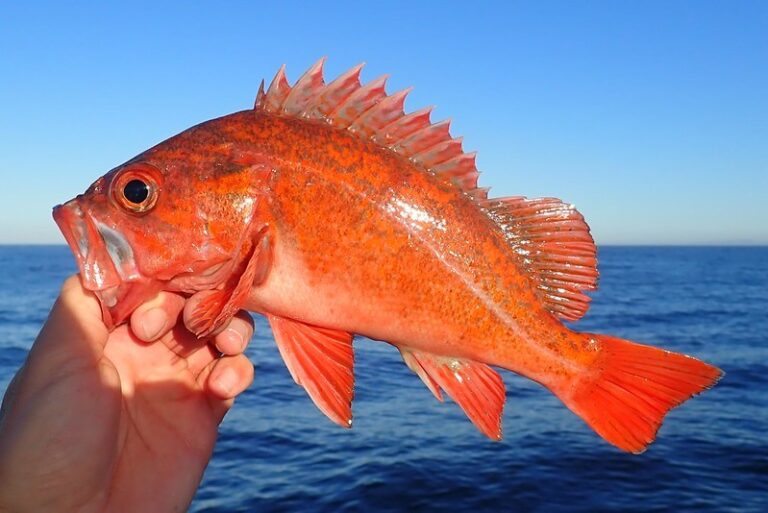 Rockfish rougheye peixe características, reprodução, habitat e
