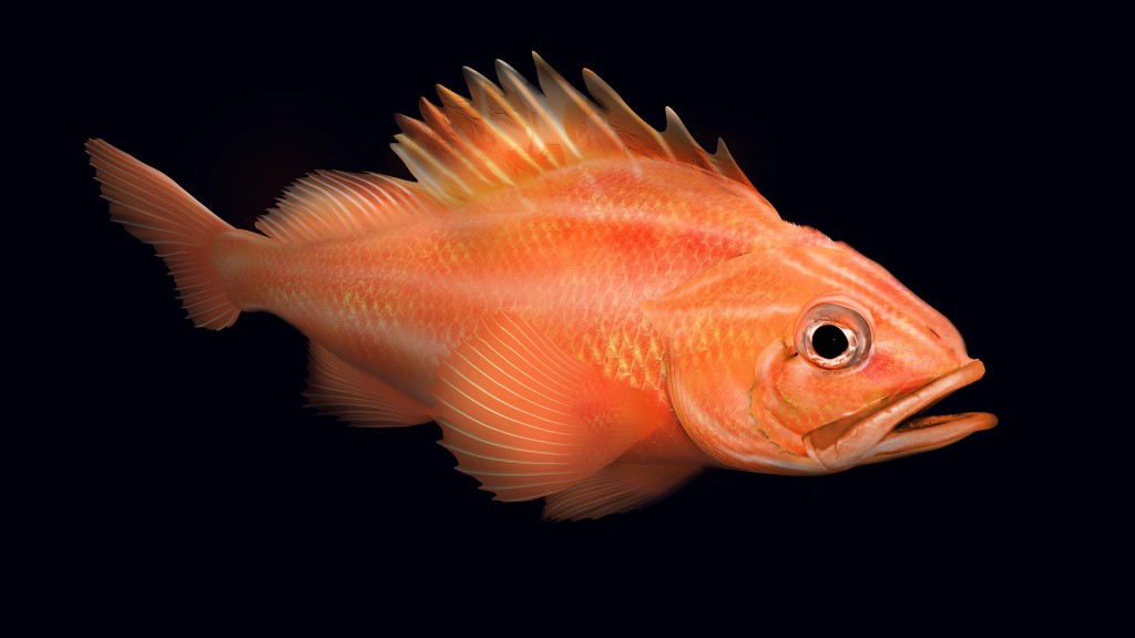  rockfish rougheye