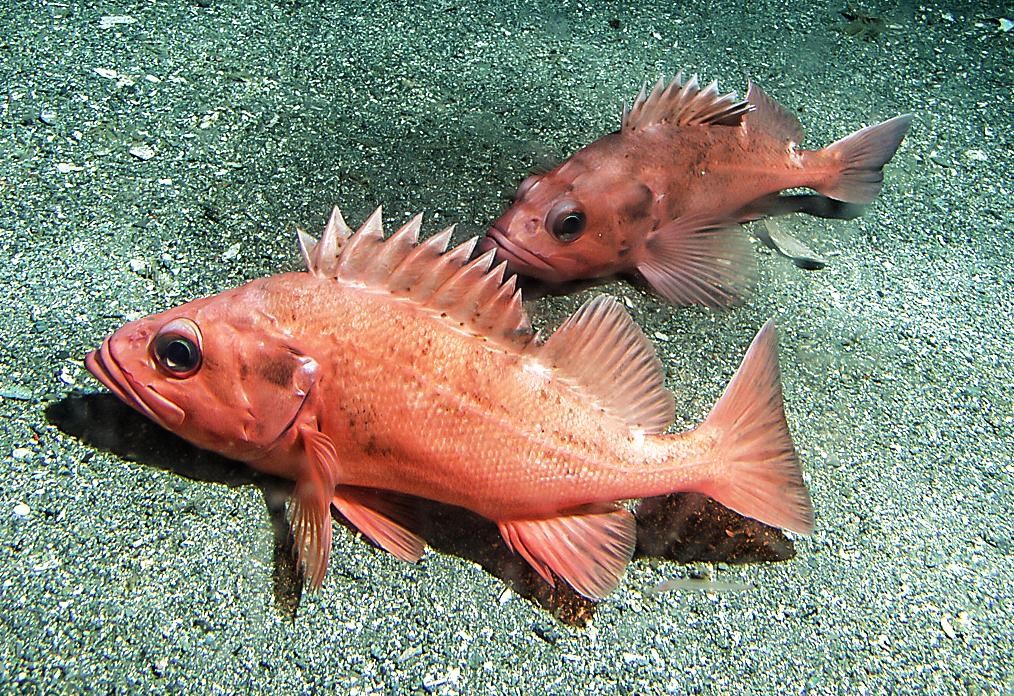 rockfish rougheye habitat