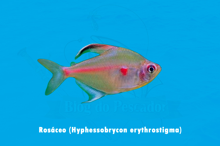 rosaceo ( hyphessobrycon erythrostigma)