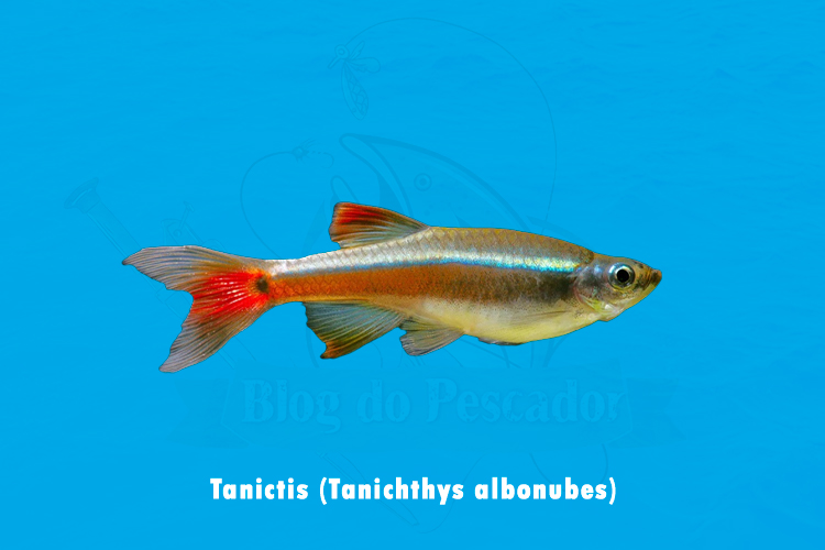 tanictis (tanichthys albonubes)