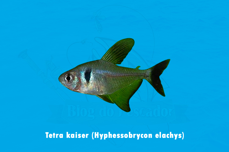 tetra kaiser (hyphessobrycon elachys)