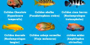 tipos de peixe ciclideo