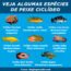 tipos de peixe ciclideo