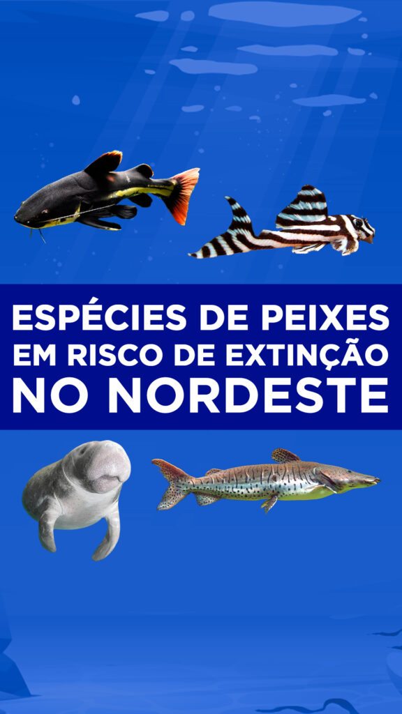 9-tipos-de-peixe-em-risco-de-extin-o-no-nordeste-blog-do-pescador