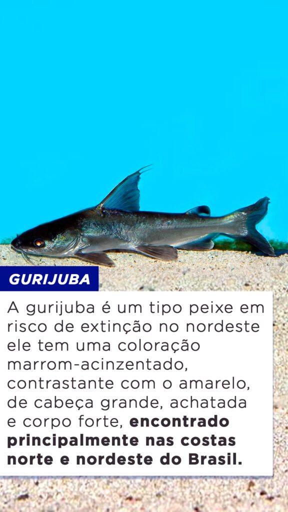 9-tipos-de-peixe-em-risco-de-extin-o-no-nordeste-blog-do-pescador