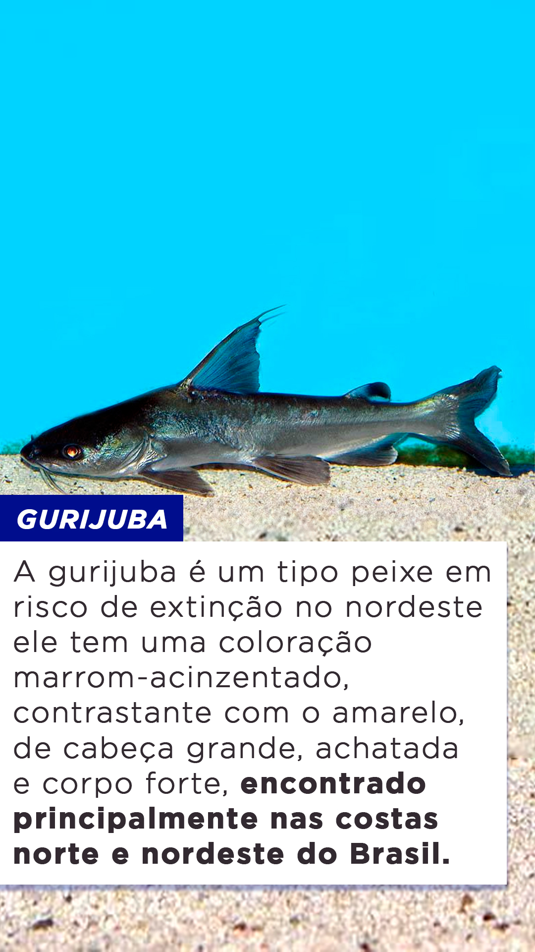 9-tipos-de-peixe-em-risco-de-extin-o-no-nordeste-blog-do-pescador