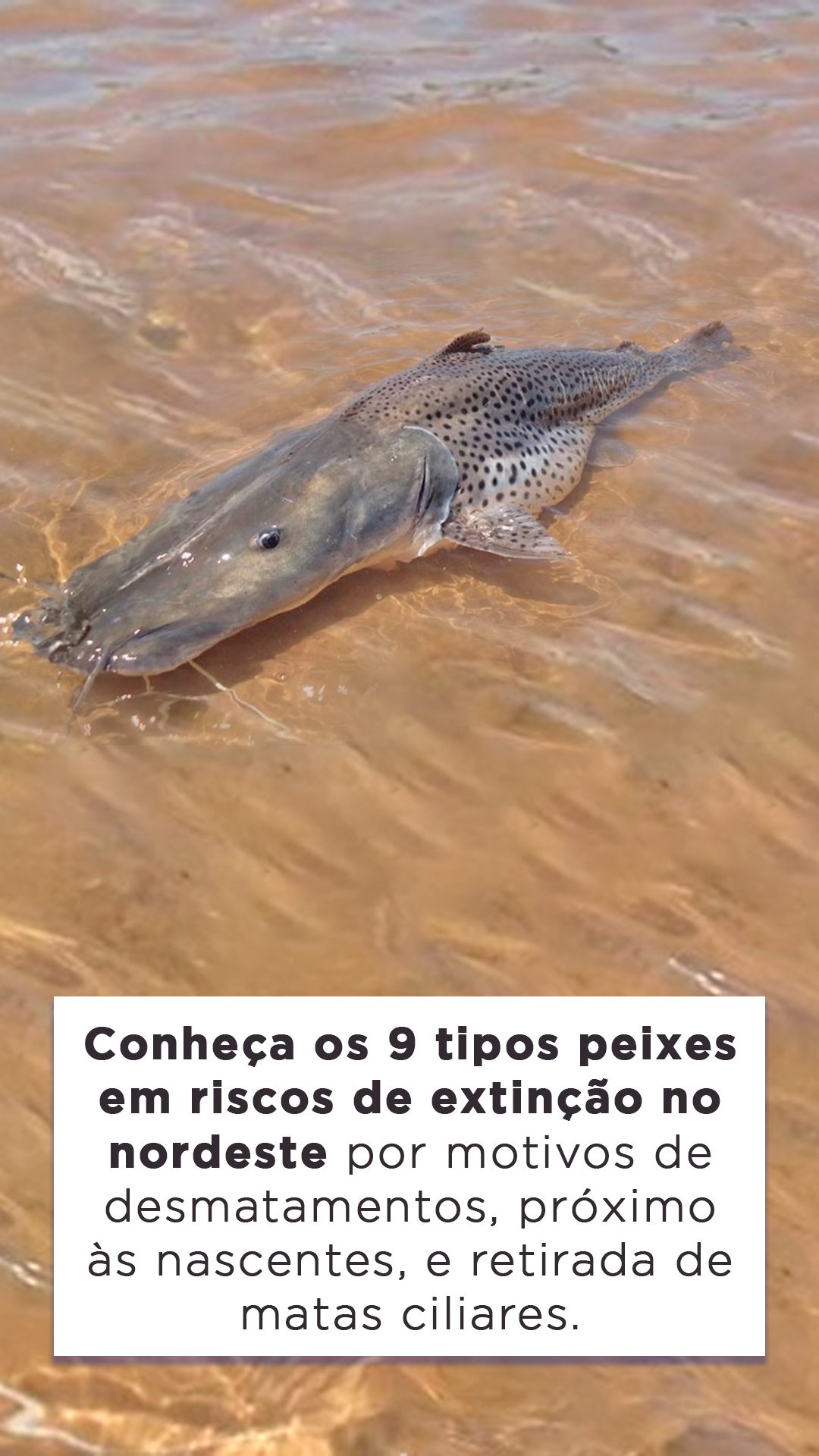 9-tipos-de-peixe-em-risco-de-extin-o-no-nordeste-blog-do-pescador