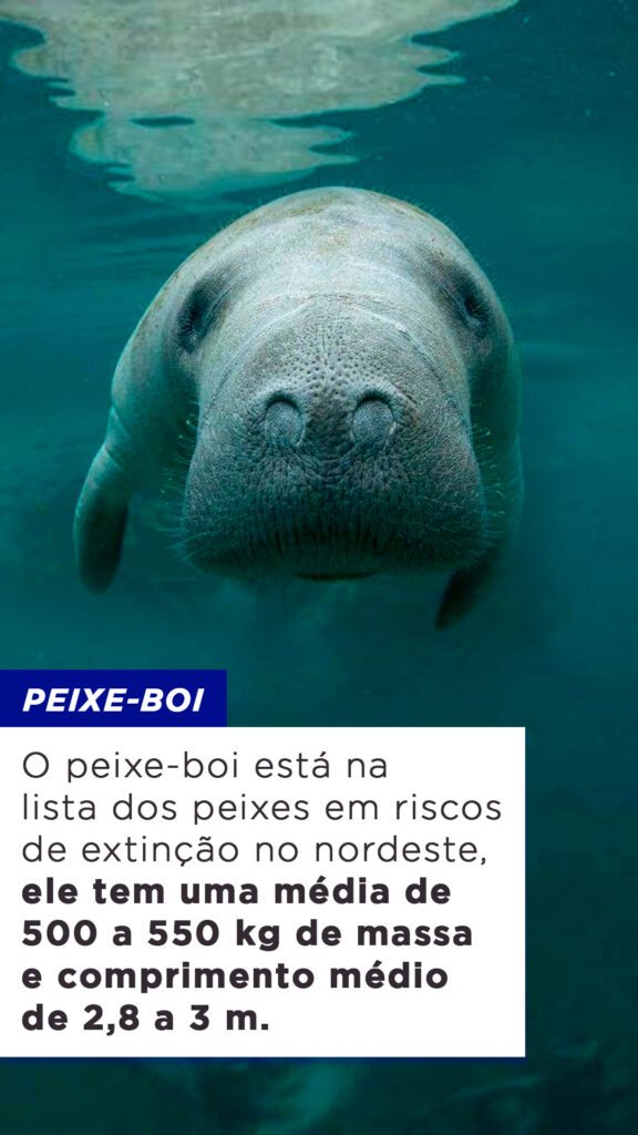 9-tipos-de-peixe-em-risco-de-extin-o-no-nordeste-blog-do-pescador