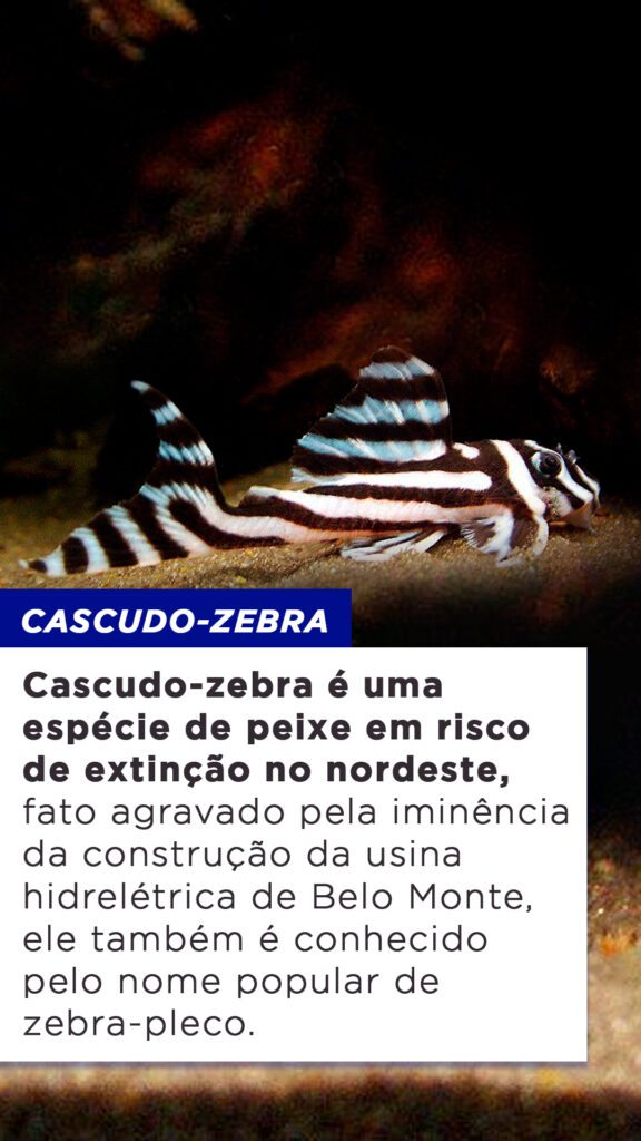 9-tipos-de-peixe-em-risco-de-extin-o-no-nordeste-blog-do-pescador