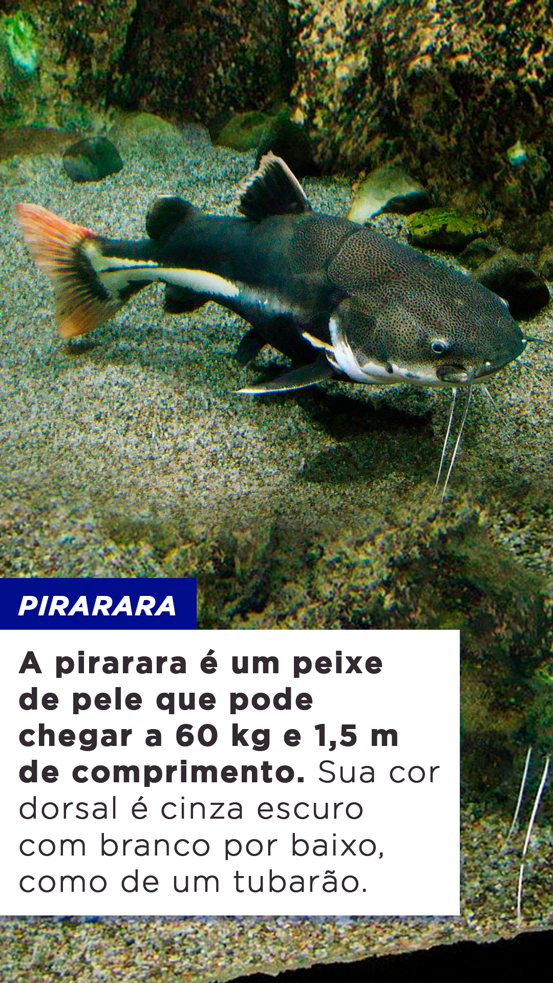 9-tipos-de-peixe-em-risco-de-extin-o-no-nordeste-blog-do-pescador
