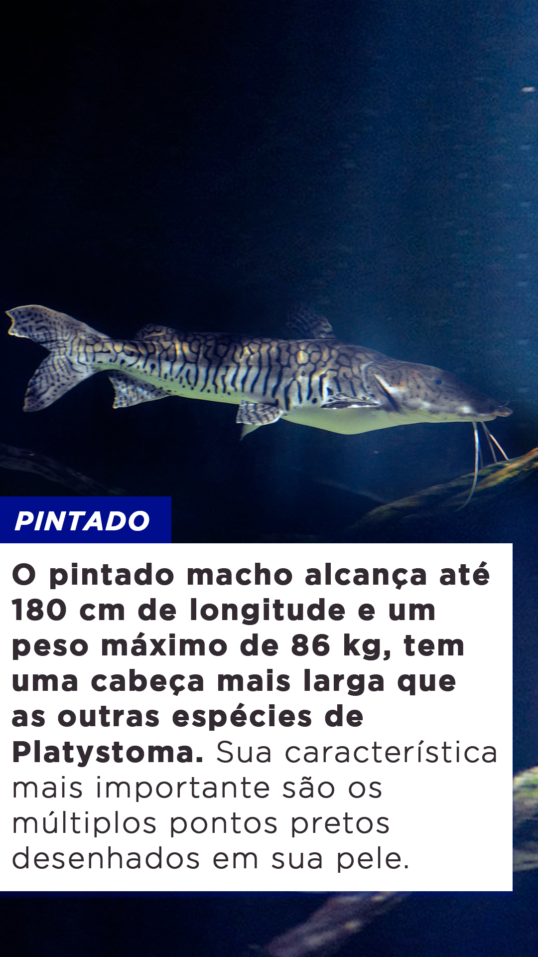 9-tipos-de-peixe-em-risco-de-extin-o-no-nordeste-blog-do-pescador