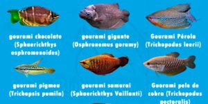 tipos de peixe gourami mais conhecidos em aquario