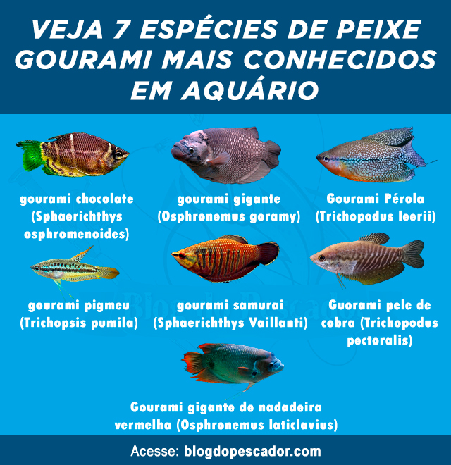 tipos de peixe gourami mais conhecidos em aquario
