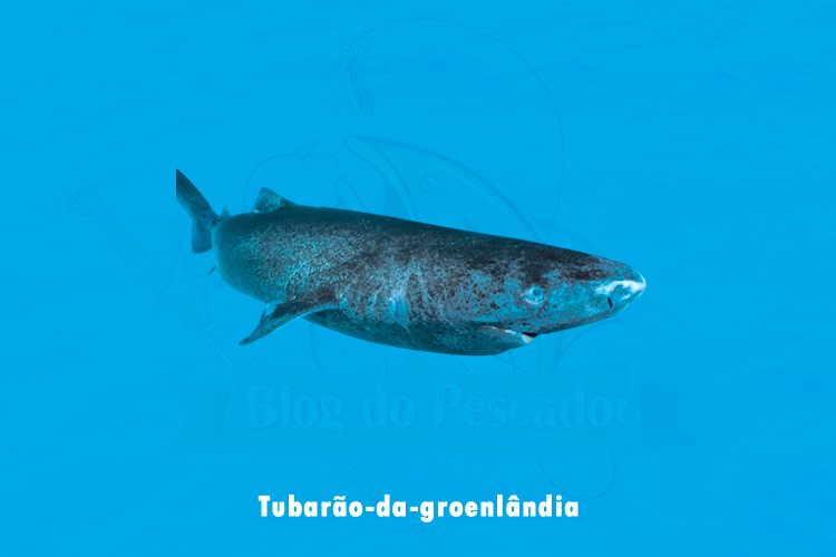 tubarao-da-groenlandia
