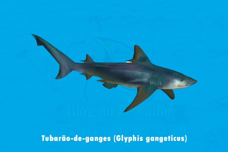 tubarao-de-ganges (glyphis gangeticus)