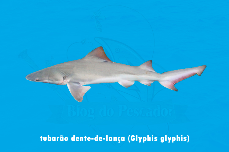 tubarao dente-de-lanca (glyphis glyphis)