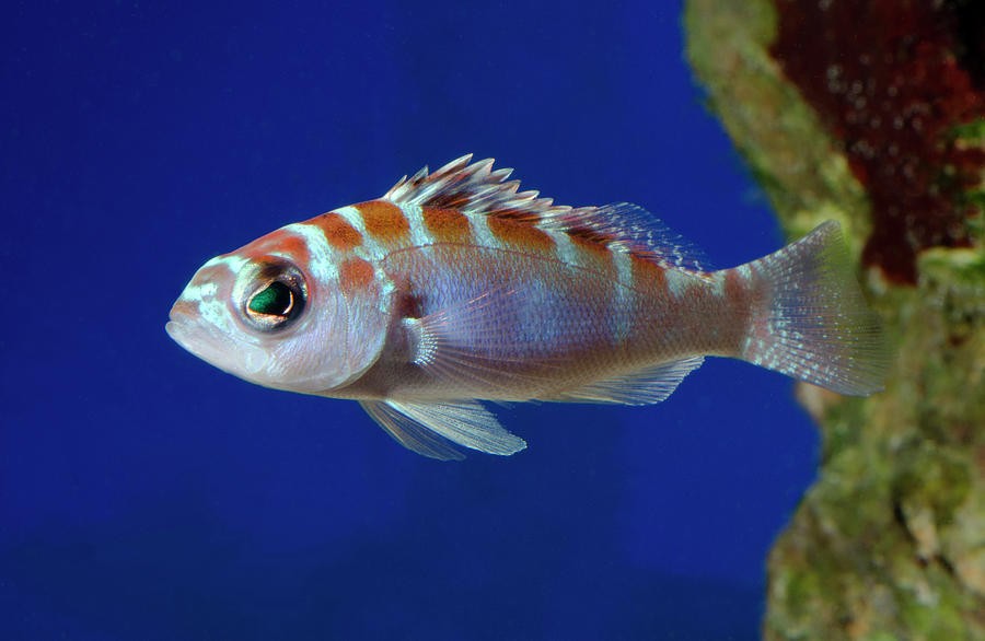 Criacao do peixe serranus tortugarum em aquario