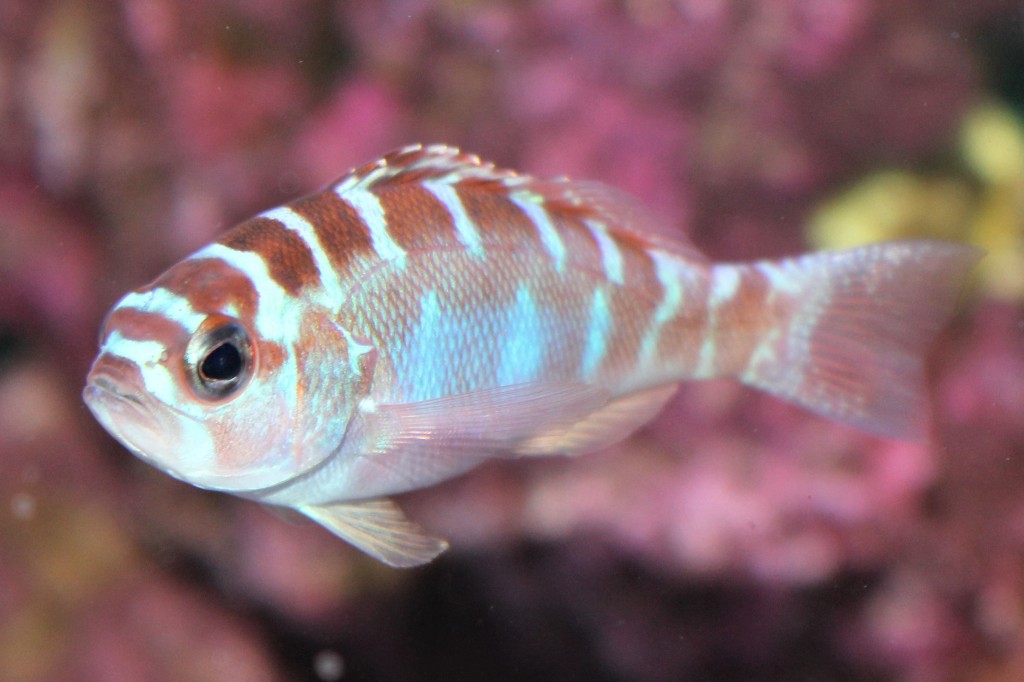 Criacao do peixe serranus tortugarum