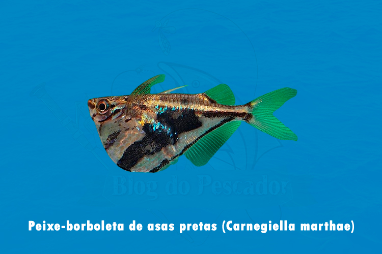 peixe-borboleta de asas pretas (carnegiella marthae)