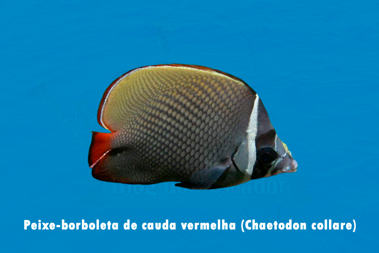 peixe-borboleta de cauda vermelha (chaetodon collare)