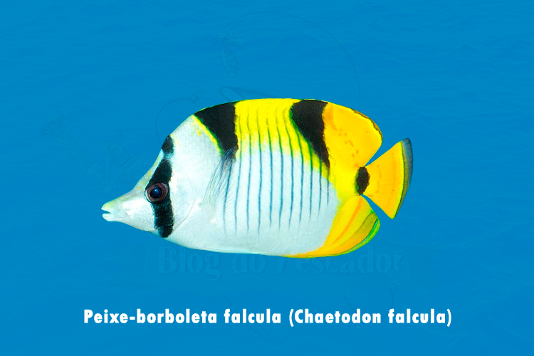 peixe-borboleta falcula (chaetodon falcula)