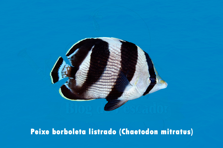 peixe borboleta listrado (chaetodon mitratus)