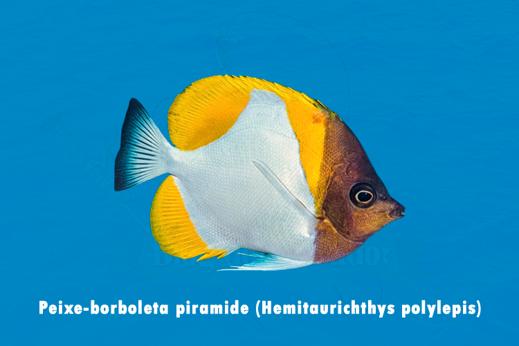 peixe-borboleta piramide (hemitaurichthys polylepis)