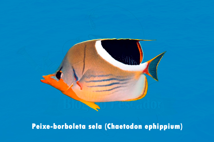 peixe-borboleta sela (chaetodon ephippium)