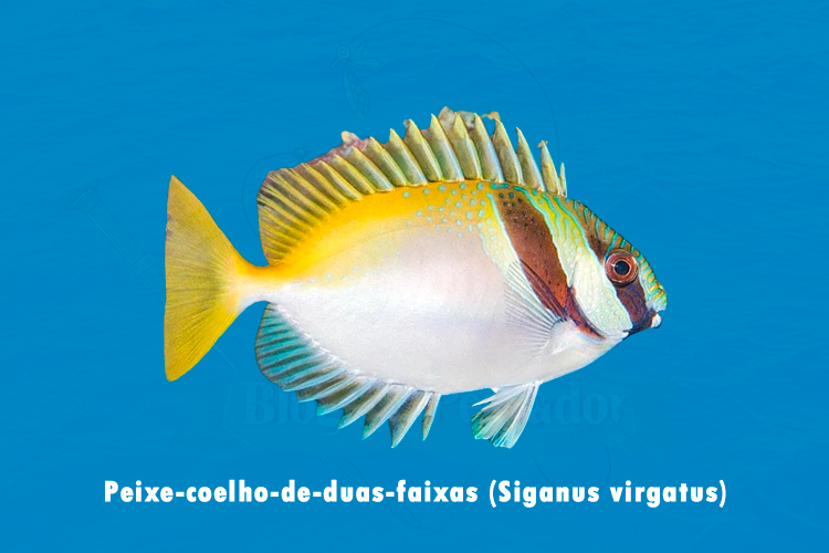 Peixe-coelho-de-duas-faixas (Siganus virgatus)