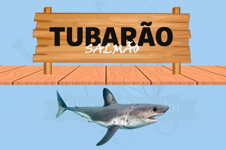 Tubarão salmão