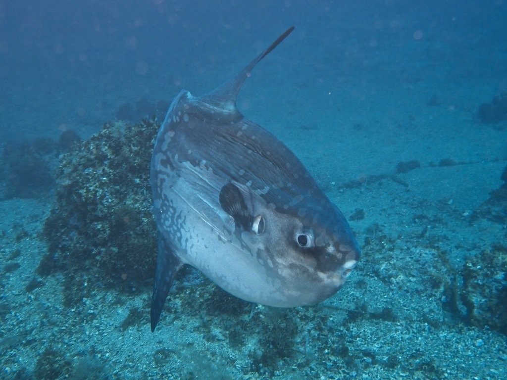 alimentacao do peixe-lua gigante
